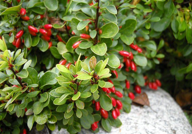 barberi