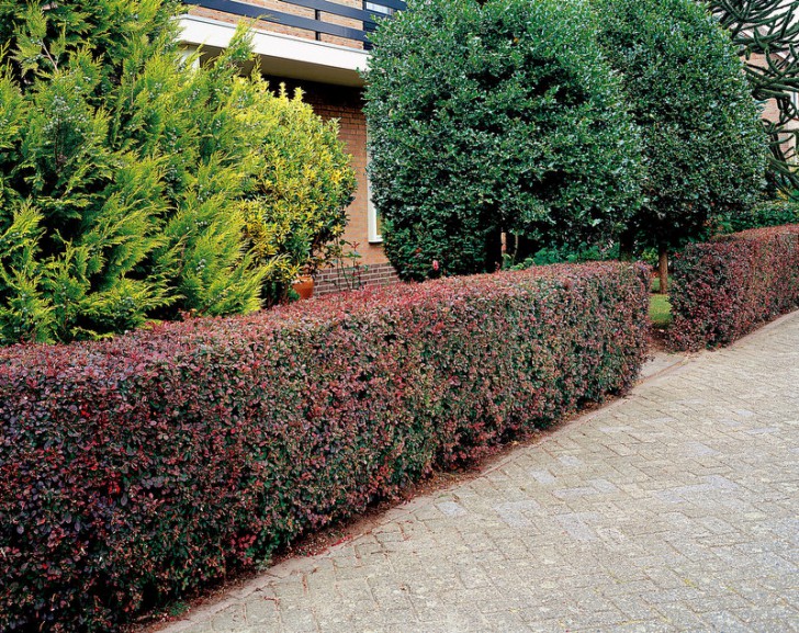 barberi