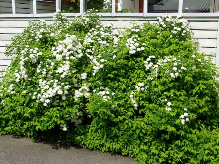 pokok renek spirea