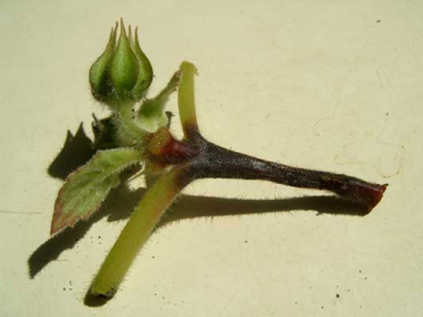 dahlia di negara ini