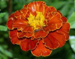 Marigolds di taman anda