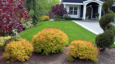Spirea Jepun: ciri pembiakan