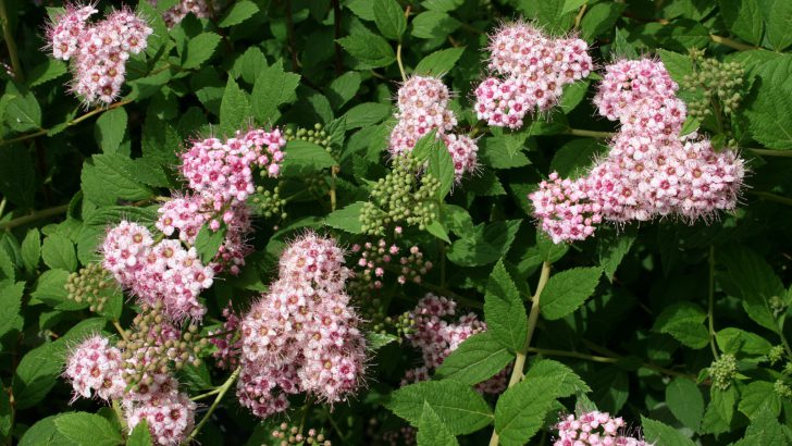 Spirea Jepun