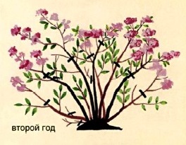 Spirea Jepun