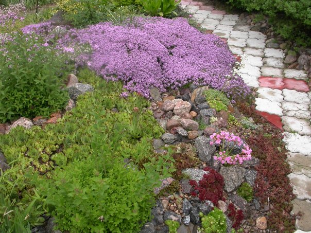 Spirea Jepun