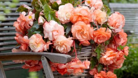 Begonia: penjagaan di taman dan di rumah