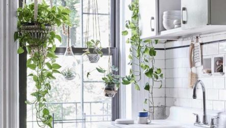 Bunga ampel terbaik untuk dapur. Foto tumbuhan, penerangan dan penjagaan.
