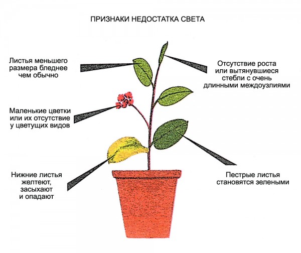 lămpi de plante