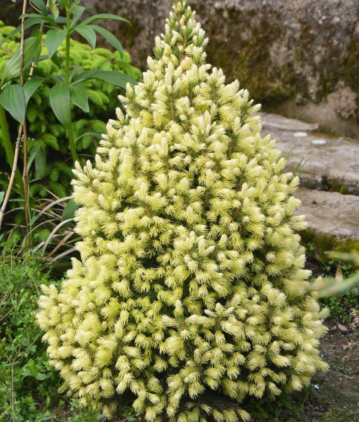 cemara Kanada