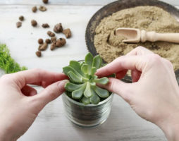 Cara menanam succulents: ciri pelbagai jenis tumbuhan dan peraturan penjagaan