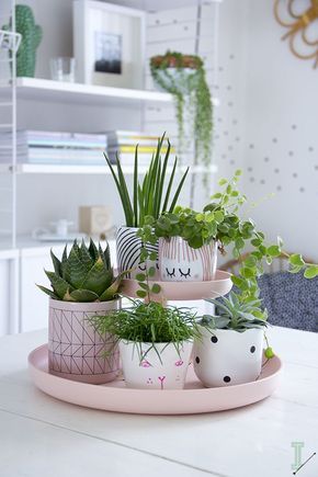 succulents