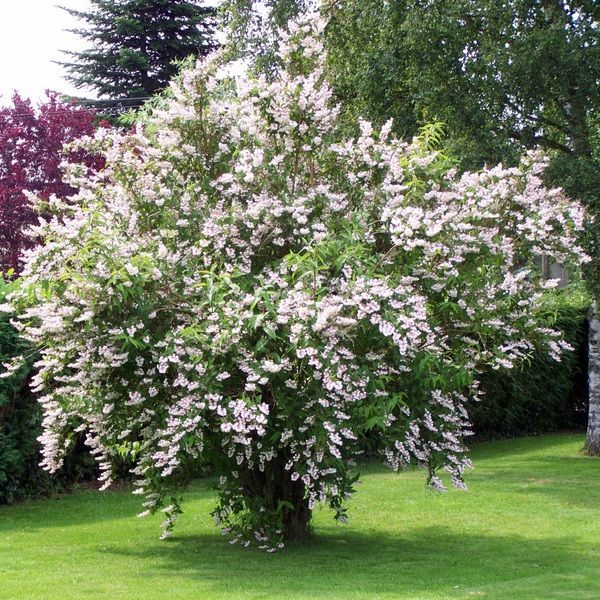 pokok renek hiasan