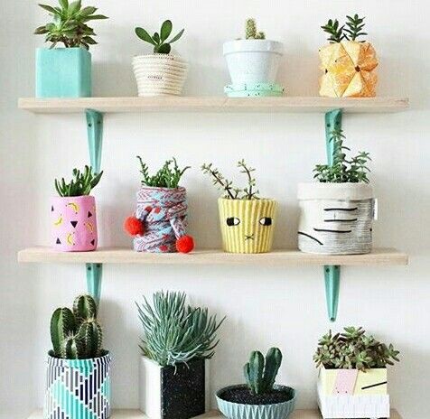 succulents