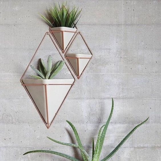 succulents
