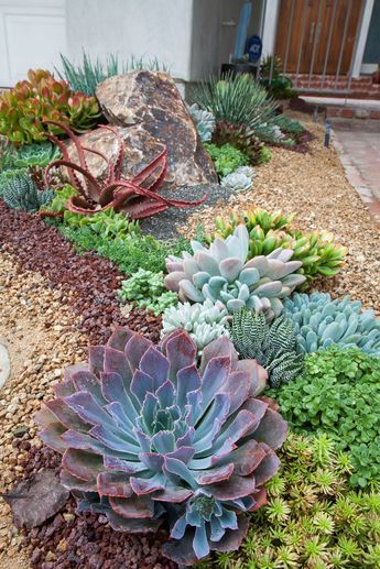 succulents