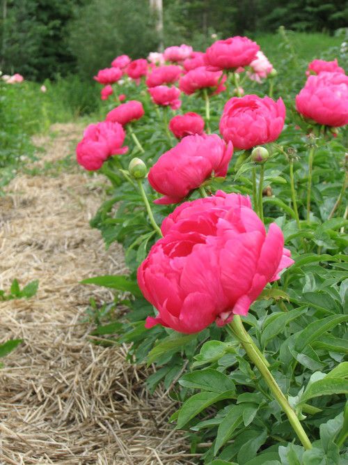 foto peonies