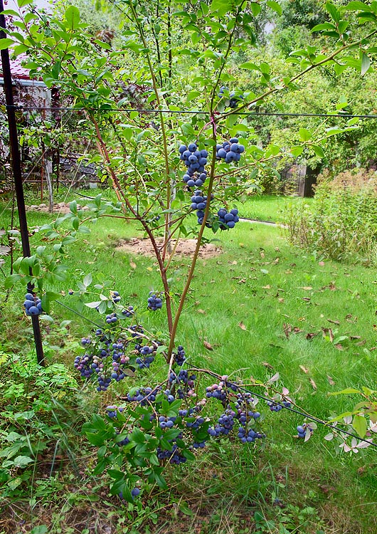 wie man Blaubeeren anbaut