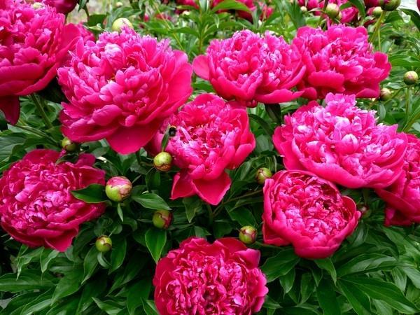 foto peonies